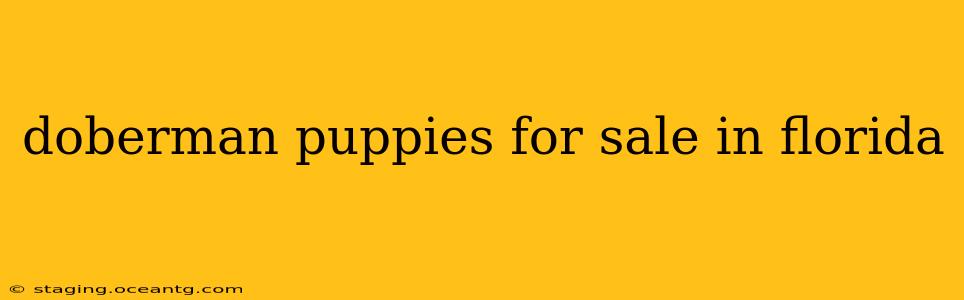doberman puppies for sale in florida