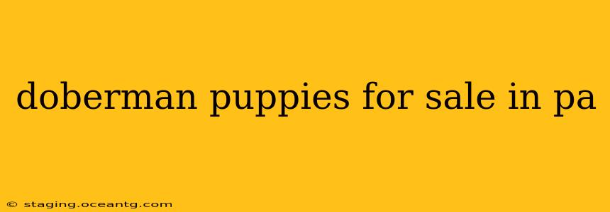 doberman puppies for sale in pa