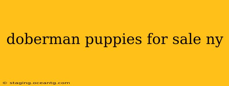 doberman puppies for sale ny