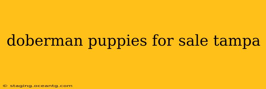 doberman puppies for sale tampa