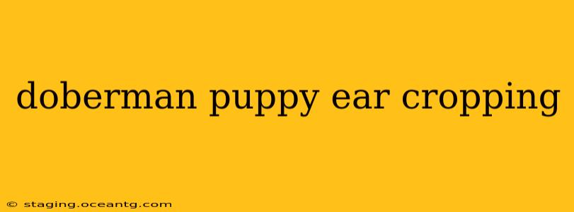 doberman puppy ear cropping