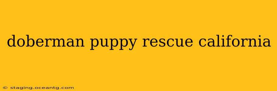 doberman puppy rescue california