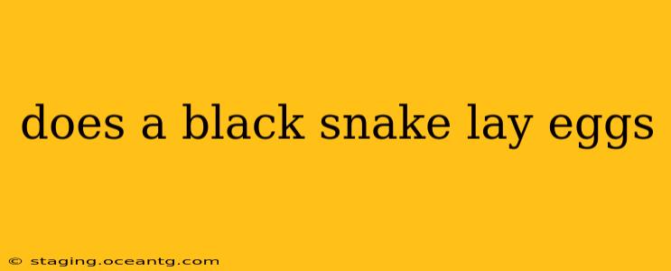 does a black snake lay eggs