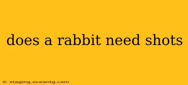 does a rabbit need shots