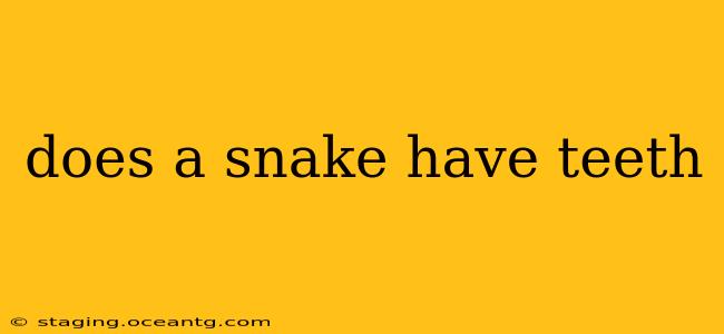 does a snake have teeth