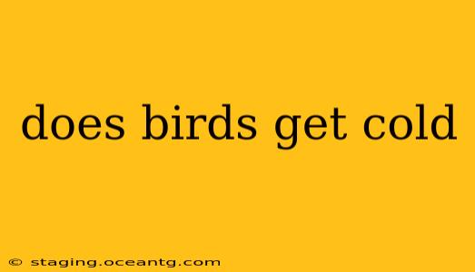does birds get cold
