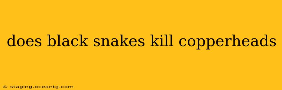 does black snakes kill copperheads