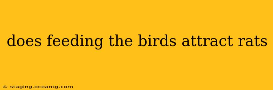 does feeding the birds attract rats