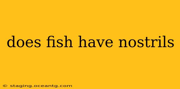 does fish have nostrils