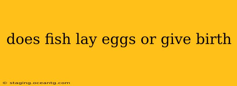 does fish lay eggs or give birth