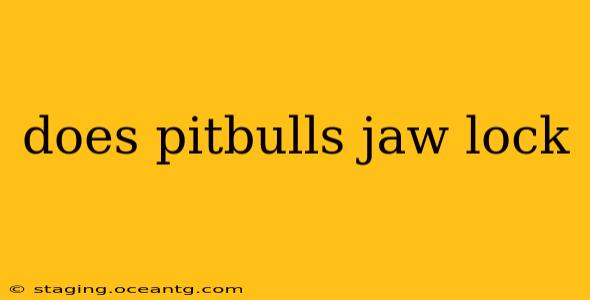 does pitbulls jaw lock