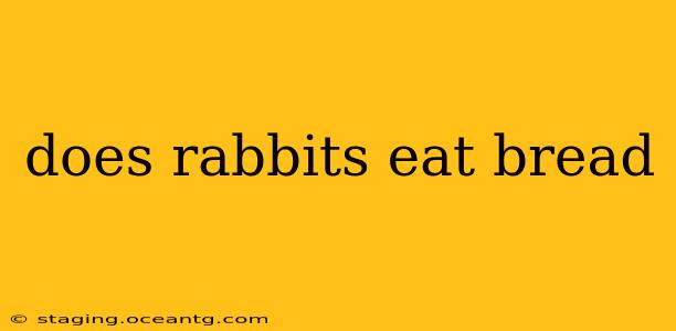 does rabbits eat bread