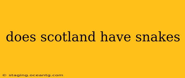does scotland have snakes