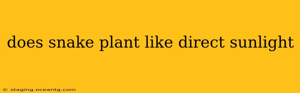 does snake plant like direct sunlight