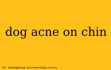 dog acne on chin