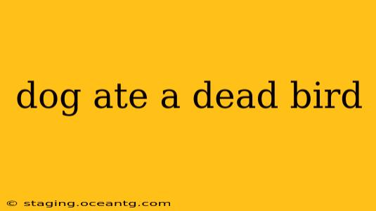 dog ate a dead bird