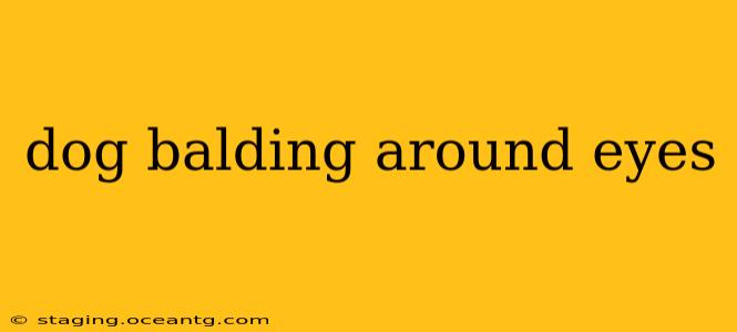 dog balding around eyes