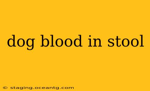 dog blood in stool
