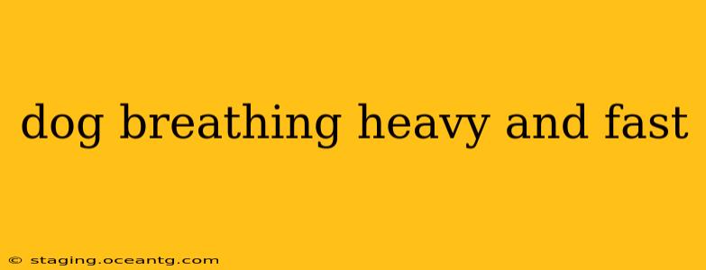 dog breathing heavy and fast