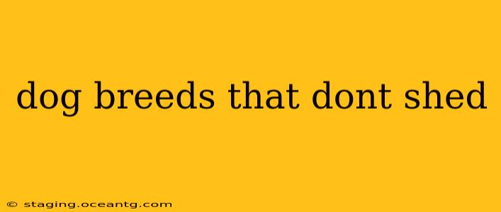 dog breeds that dont shed