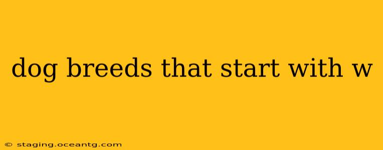 dog breeds that start with w