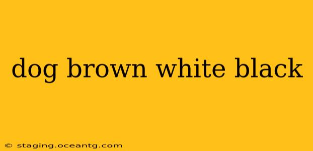 dog brown white black