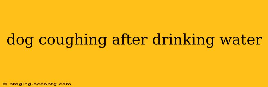 dog coughing after drinking water