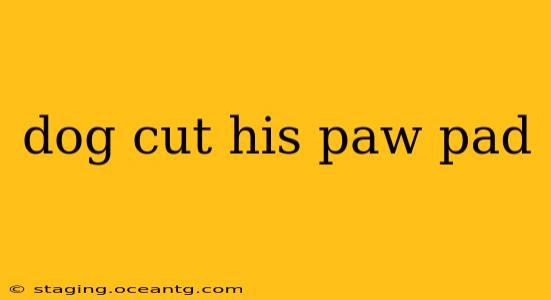 dog cut his paw pad