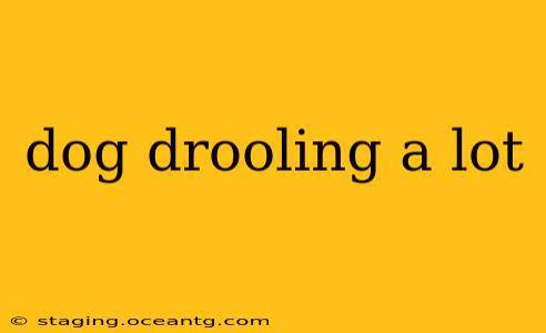 dog drooling a lot