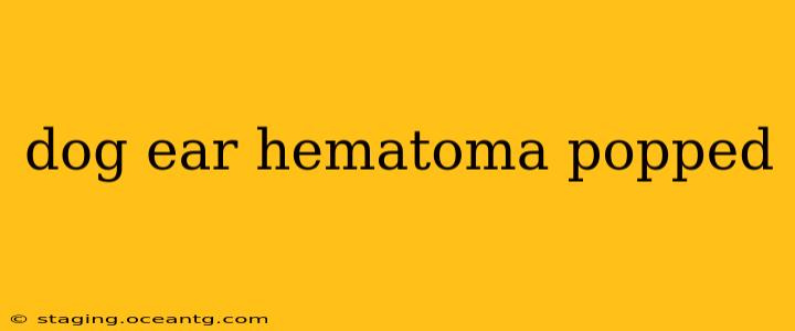 dog ear hematoma popped