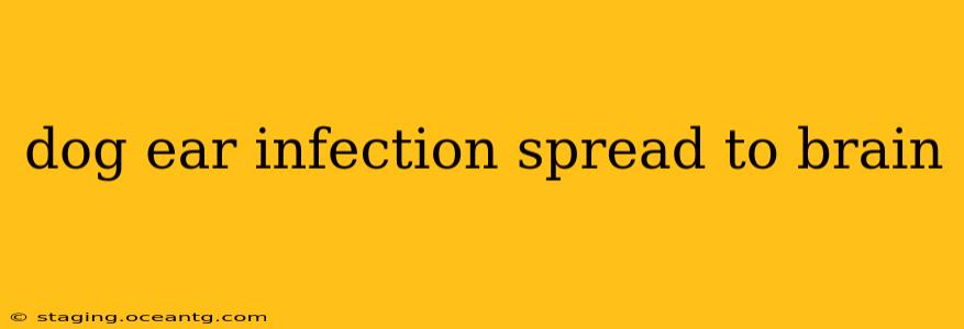 dog ear infection spread to brain