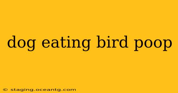 dog eating bird poop