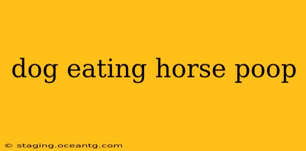 dog eating horse poop