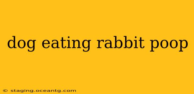 dog eating rabbit poop