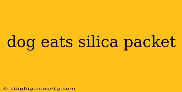 dog eats silica packet