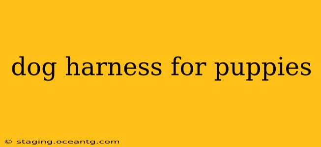 dog harness for puppies