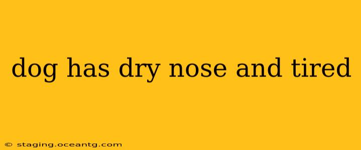 dog has dry nose and tired