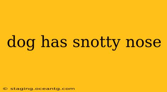 dog has snotty nose
