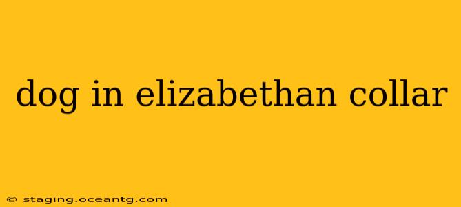 dog in elizabethan collar
