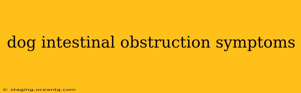 dog intestinal obstruction symptoms