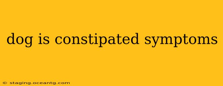 dog is constipated symptoms