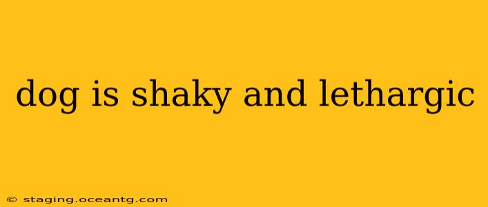 dog is shaky and lethargic