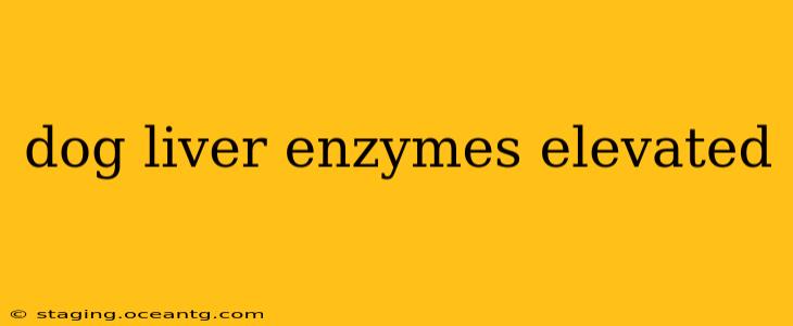 dog liver enzymes elevated