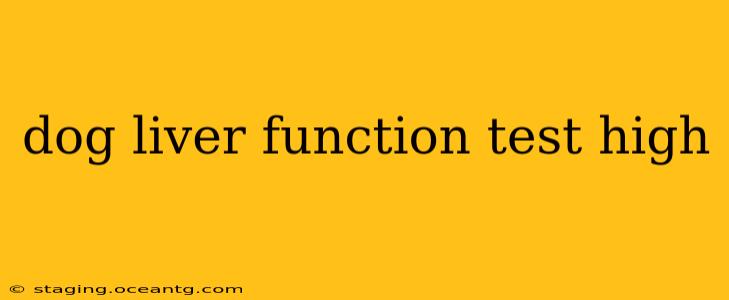 dog liver function test high