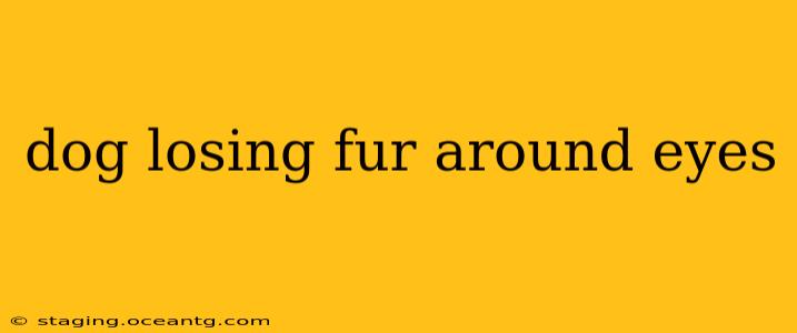 dog losing fur around eyes