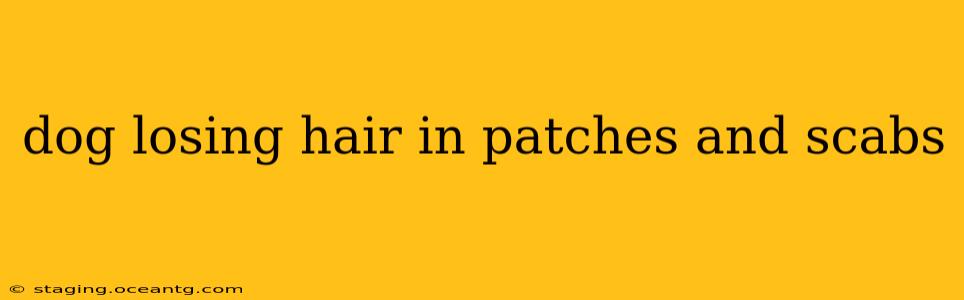 dog losing hair in patches and scabs