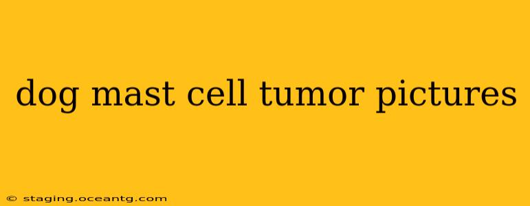 dog mast cell tumor pictures
