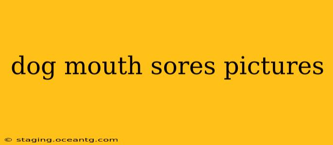 dog mouth sores pictures