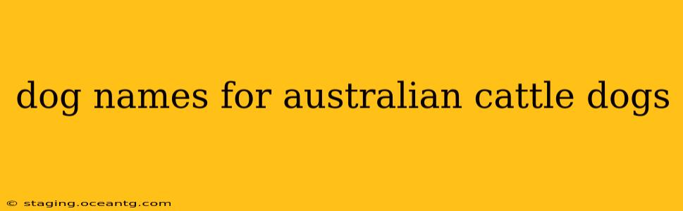 dog names for australian cattle dogs