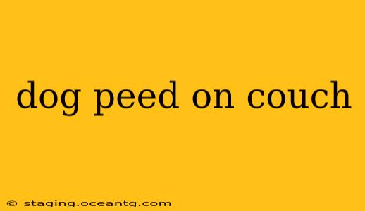 dog peed on couch